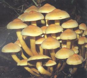 簇生沿丝伞（簇生黄韧伞）.jpg