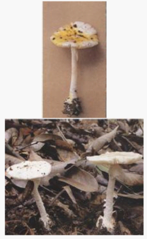 黄盖鹅膏白色变种.png
