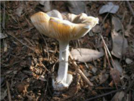 灰花纹鹅膏1.png