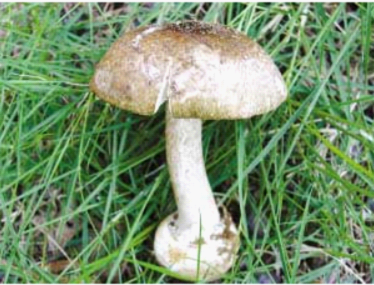 灰花纹鹅膏2.png